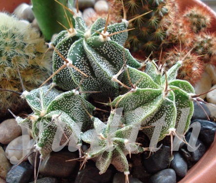 Astrophytum_ornatum
