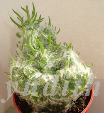 Austrocylindropuntia_subulata-vestita_cristata