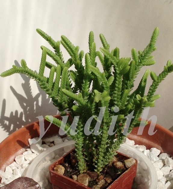 Crassula_lycopodioedes