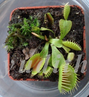 Dionaea_muscipula
