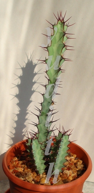 Euphorbia_greenwayi