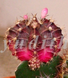 Gymnocalycium_mihanovichii