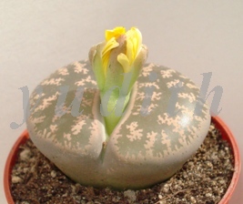 Lithops_leslie