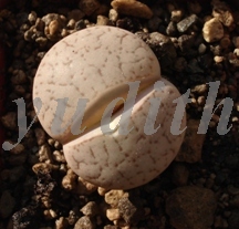 Lithops_pseudotruncatella
