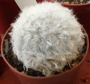 Mammillaria_bocasana