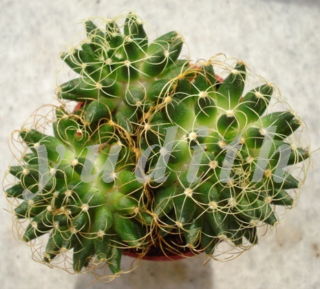 Mammillaria_camptotricha