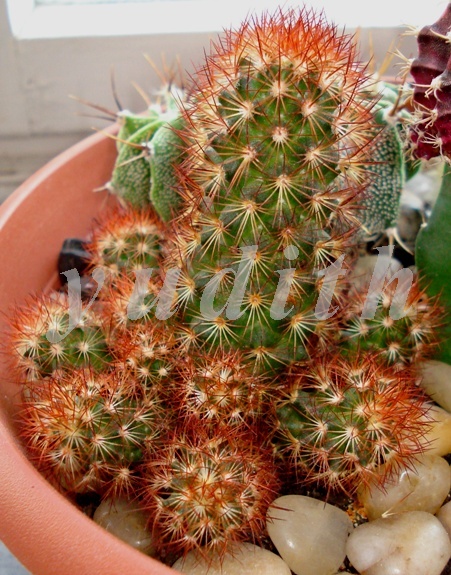 Mammillaria_elongata