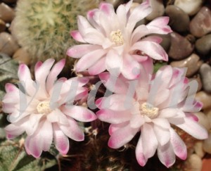 Kaktus květ