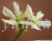 Dionaea_muscipula_kvet