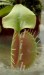 Dionaea_muscipula_past