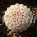 Echinocereus_pectinatus