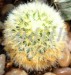 Mammillaria_carmenae
