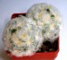 Mammillaria_plumosa
