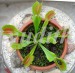 Dionaea_muscipula_rust